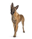 Malinois standing against white background Royalty Free Stock Photo