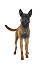 malinois in studio