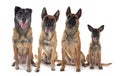 malinois in studio Royalty Free Stock Photo