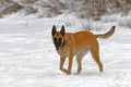 A Malinois in winter.