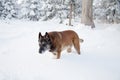 A Malinois in winter.