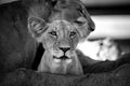 A small lion between his mothers legs is watching Royalty Free Stock Photo