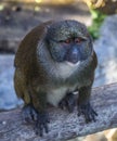 Swamp Monkey (Allenopithecus nigroviridis) Royalty Free Stock Photo