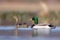 Mallard