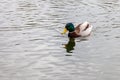 Mallard, adult male wild duck swimming in river or lake water Royalty Free Stock Photo