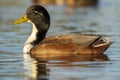 Mallard Anas platyrhynchos Costa Ballena Cadiz