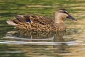 Mallard Anas platyrhynchos Costa Ballena Cadiz