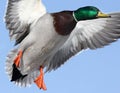 Mallard Anas platyrhynchos drake in flight against a blue winter sky in winter Royalty Free Stock Photo