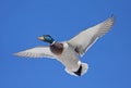 Mallard Anas platyrhynchos drake in flight against a blue winter sky in winter Royalty Free Stock Photo