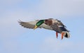 Mallard Anas platyrhynchos drake in flight against a blue winter sky in winter Royalty Free Stock Photo