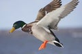 Mallard Anas platyrhynchos drake in flight against a blue winter sky in winter Royalty Free Stock Photo