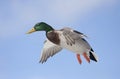 Mallard Anas platyrhynchos drake in flight against a blue winter sky in winter Royalty Free Stock Photo