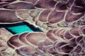 Mallard (Anas platyrhynchos) duck feathers background texture Royalty Free Stock Photo
