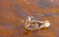 Mallard Anas platyrhynchos duck swims quacking