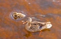 Mallard Anas platyrhynchos duckling duck quacking