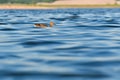 Mallard (Anas platyrhynchos), a female wild duck is swimming in the calm water of the lake Royalty Free Stock Photo