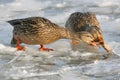 The mallard Anas platyrhynchos Fighting