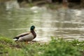 Mallard Anas platyrhynchos male duck standing on the shore of the lake, water in background, scene from wildlife, Switzerland, Royalty Free Stock Photo
