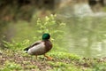 Mallard Anas platyrhynchos male duck standing on the shore of the lake, water in background, scene from wildlife, Switzerland, Royalty Free Stock Photo