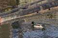 Mallard Anas platyrhynchos male duck swimming on the river. Royalty Free Stock Photo