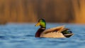 Mallard - Anas platyrhynchos - male