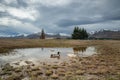 The mallard Anas platyrhynchos is the most common duck in New Zealand. Royalty Free Stock Photo