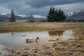 The mallard Anas platyrhynchos is the most common duck in New Zealand. Royalty Free Stock Photo