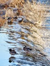 The Mallard Anas platyrhynchos is a species of anseriform bird from the Anatidae family. Pair of ducks