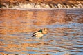 The Mallard Anas platyrhynchos is a species of anseriform bird of the Anatidae family, swimming at dusk. Pair of ducks