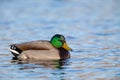 Mallard Anas platyrhynchos