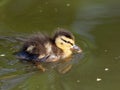 Mallard - Anas platyrhynchos