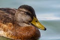 Mallard bird on the lake. Wild duck in the water. Water life and wildlife. Nature photography Royalty Free Stock Photo