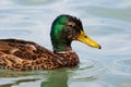 Mallard bird on the lake. Wild duck in the water. Water life and wildlife. Nature photography Royalty Free Stock Photo