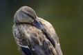 Mallard birdling Royalty Free Stock Photo