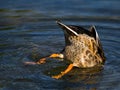 Mallard Bottom Royalty Free Stock Photo