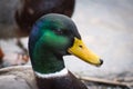 Mallard, close-up of male duck`s head.
