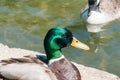 Mallard, common duck at the duck pond Royalty Free Stock Photo