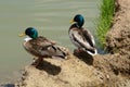 Mallard and crossbreed mallard and domestic duck drakes