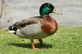 Mallard Drake Royalty Free Stock Photo