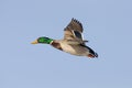 Mallard Drake