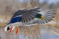 Mallard Drake Royalty Free Stock Photo