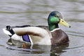 Mallard Drake (Anas platyrhynchos) Royalty Free Stock Photo