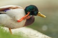 Mallard drake close up