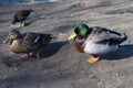 Mallard drake, colorful male and female duck waddling on bank edge of lake. Royalty Free Stock Photo