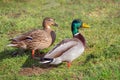 Mallard Drake and Duck - Anas platyrhynchos at rest.