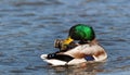 Male Mallard duck Anas platyrhynchos swimming in the river, wildlife scene Royalty Free Stock Photo
