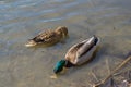 Mallard drake and duck lowered their beaks under water to drink water or eat food while in shallow water Royalty Free Stock Photo