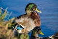 Mallard Drake in Eclipse Molt