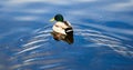 Mallard Drake