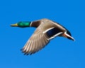 Mallard drake in flight Royalty Free Stock Photo